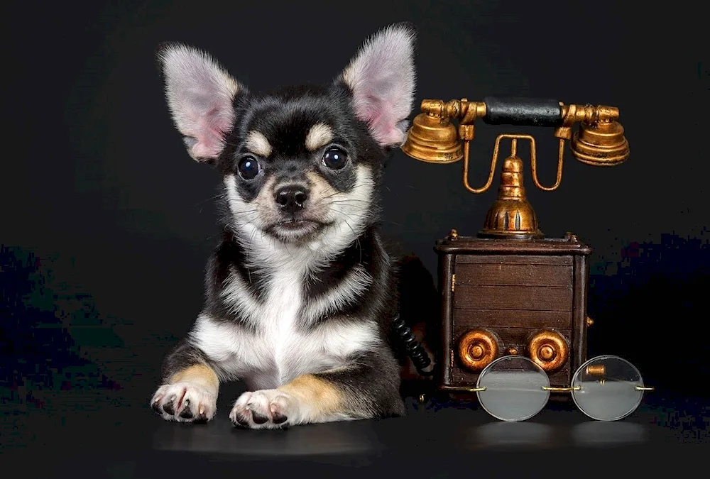 Chihuahua cobbies long-haired