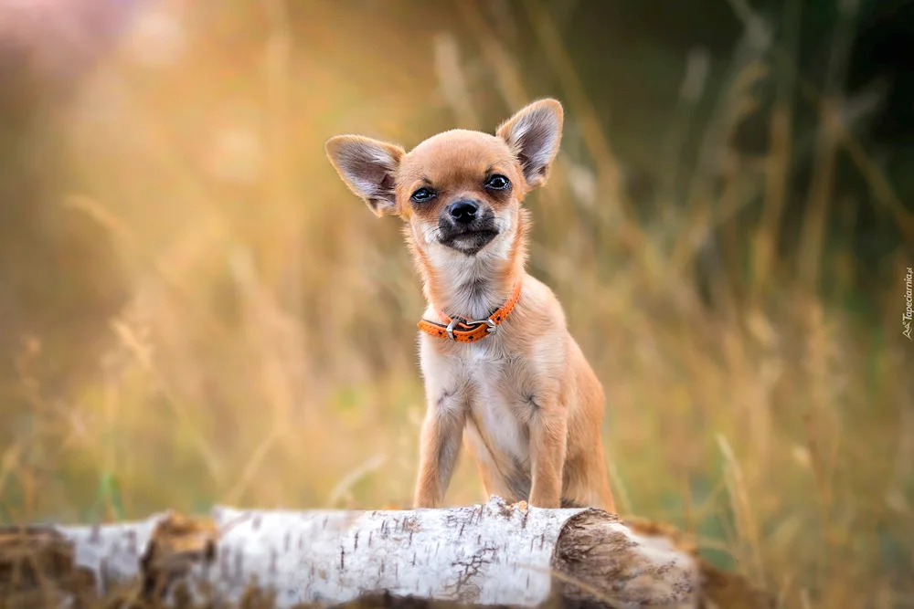 Dog Chihuahua