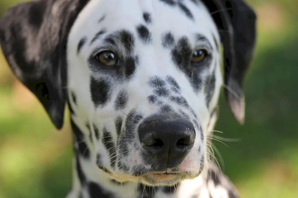 Dalmatian dog marbled