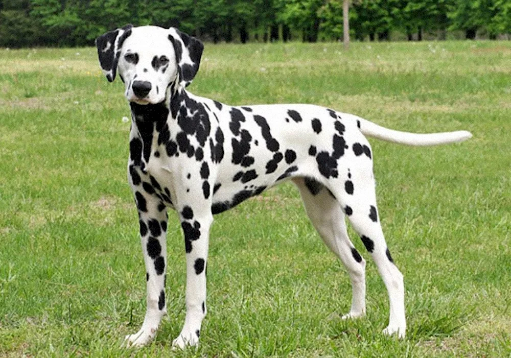 Dalmatian black dog