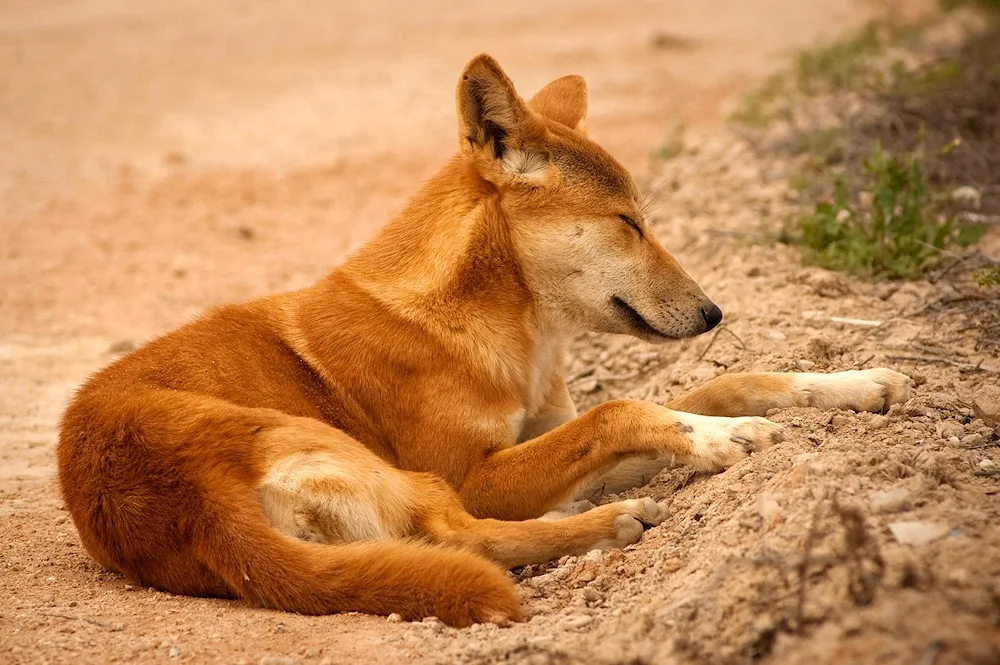 Dingo dog