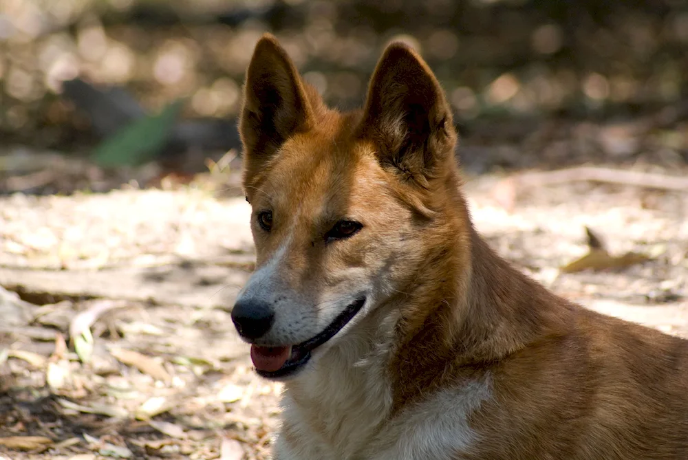 Carolina dog breed