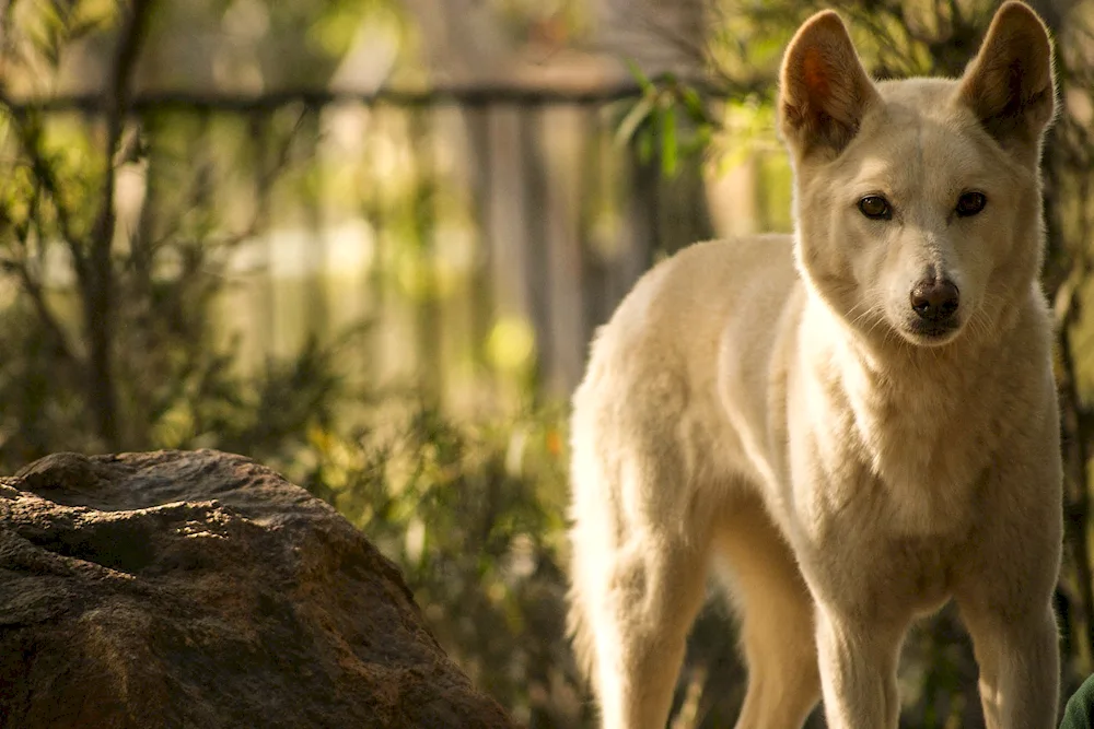 Carolina Dingo