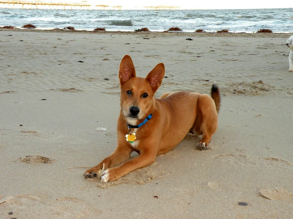 Bengal Malinois