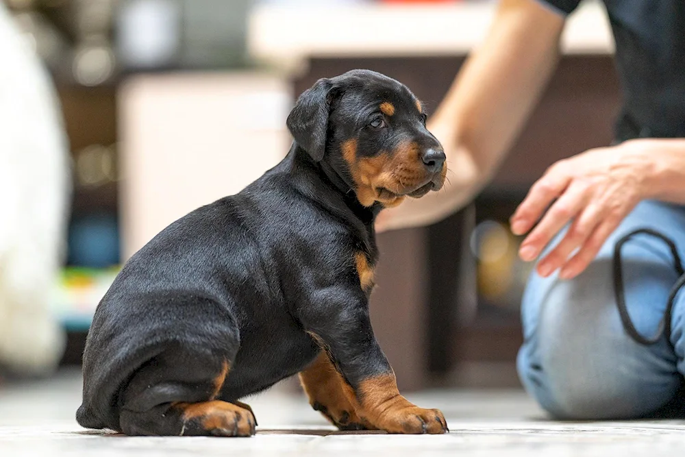 Doberman puppy