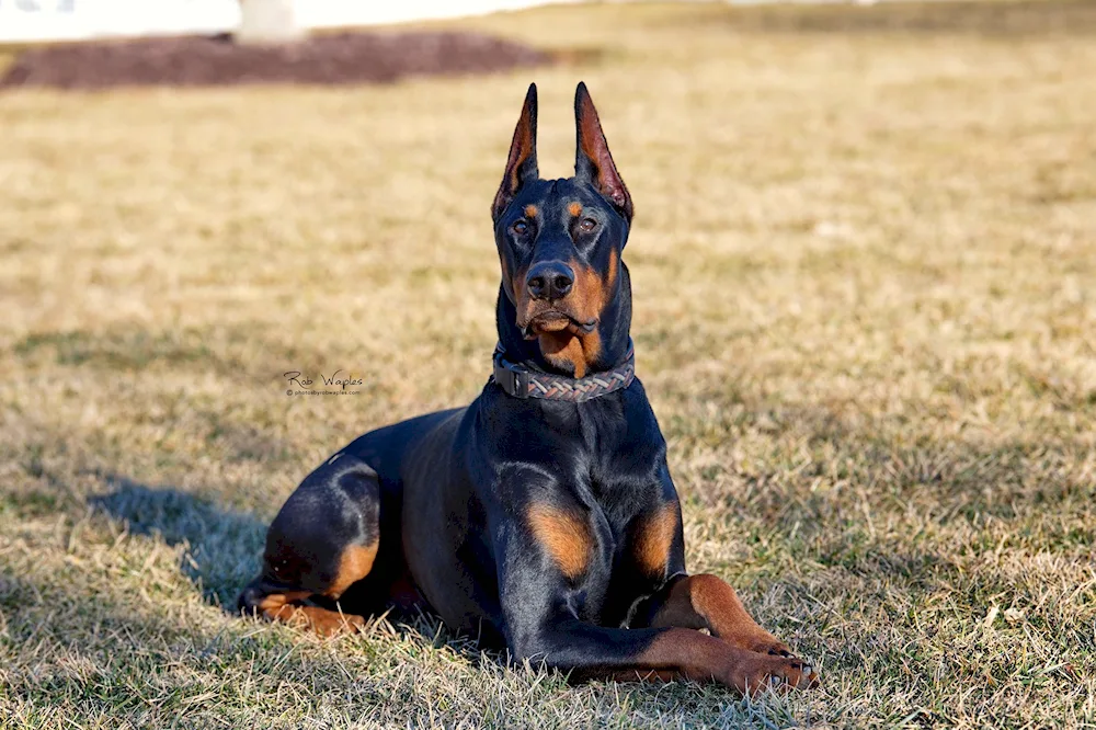 Doberman-. albino pinscher