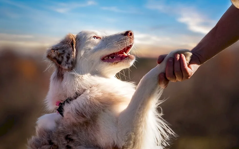 Dog friend of man