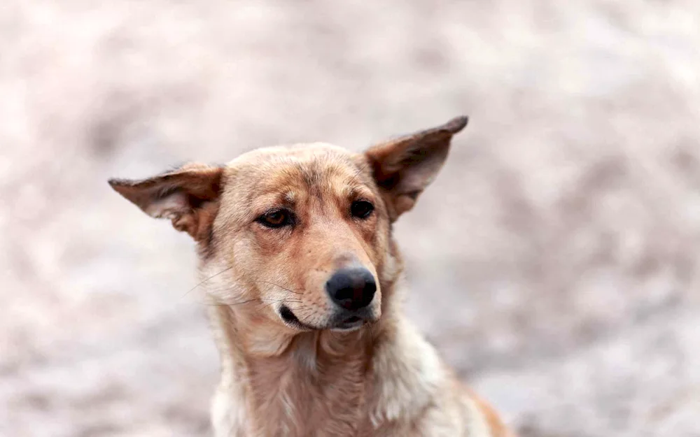 Ginger mongrel dog