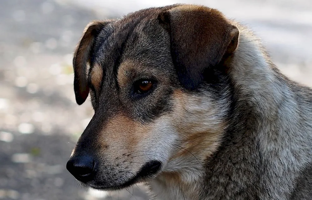 Black mongrel dog