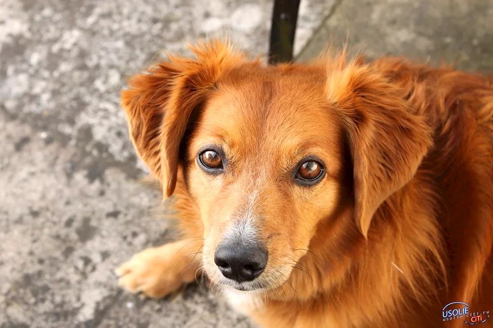 Dog mongrel redLabrador Retriever Red