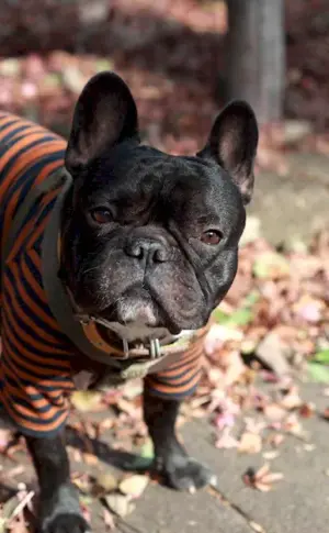 Dog French Bulldog