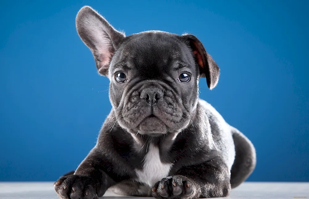 French Bulldog