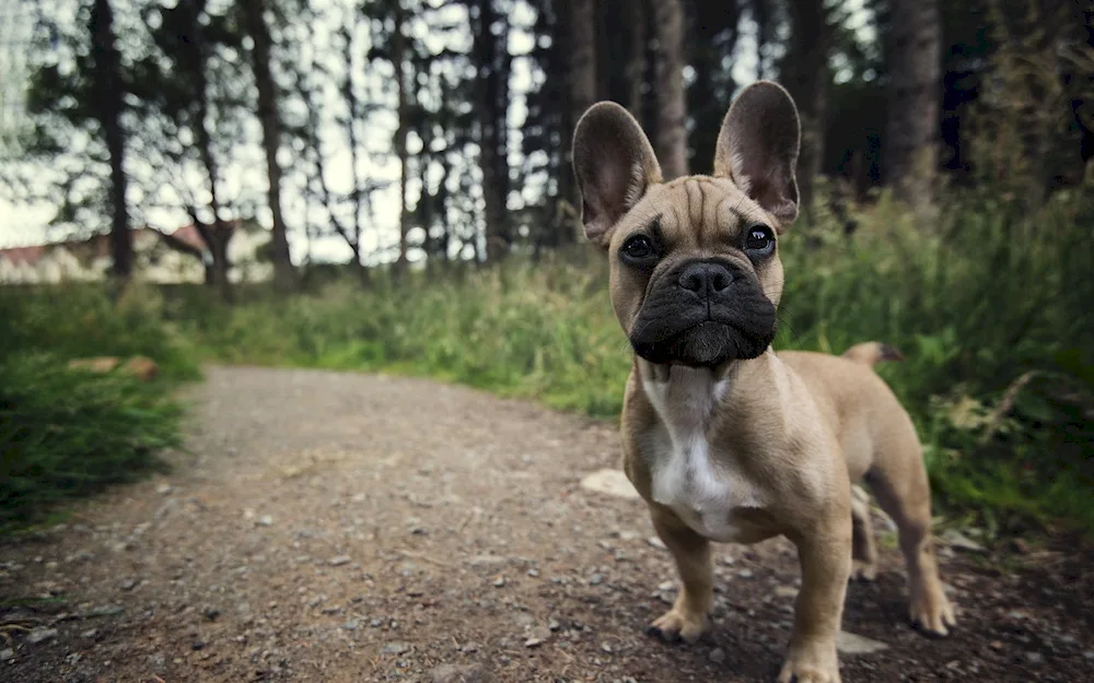 Dog French Bulldog