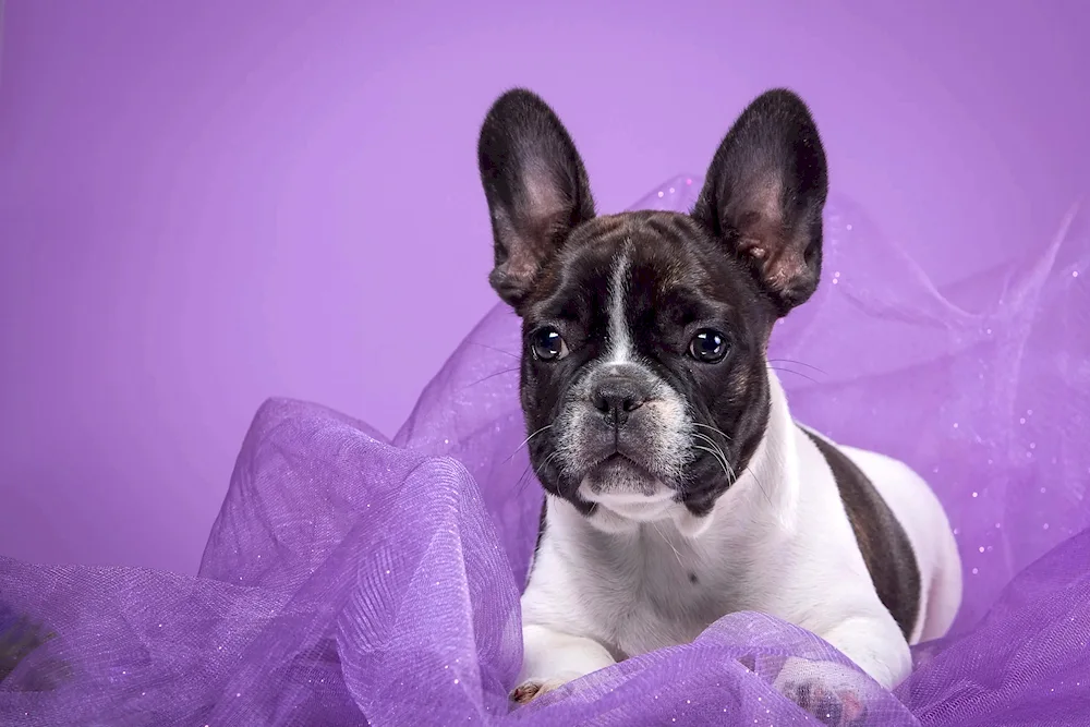 Long-haired bulldog fluffy dog French bulldog