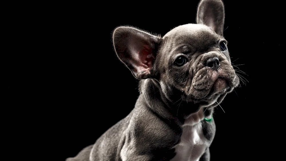 Blue French Bulldog