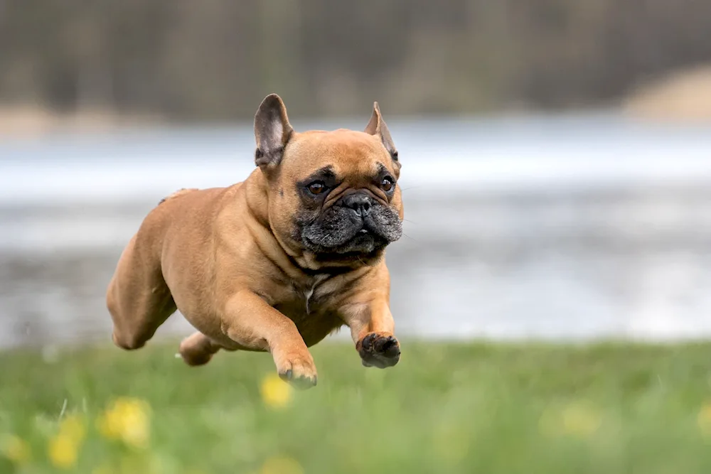 Dog French Bulldog