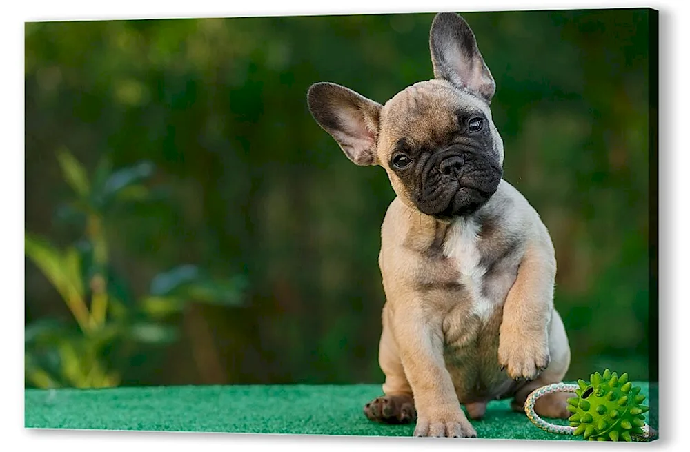 Dog French Bulldog