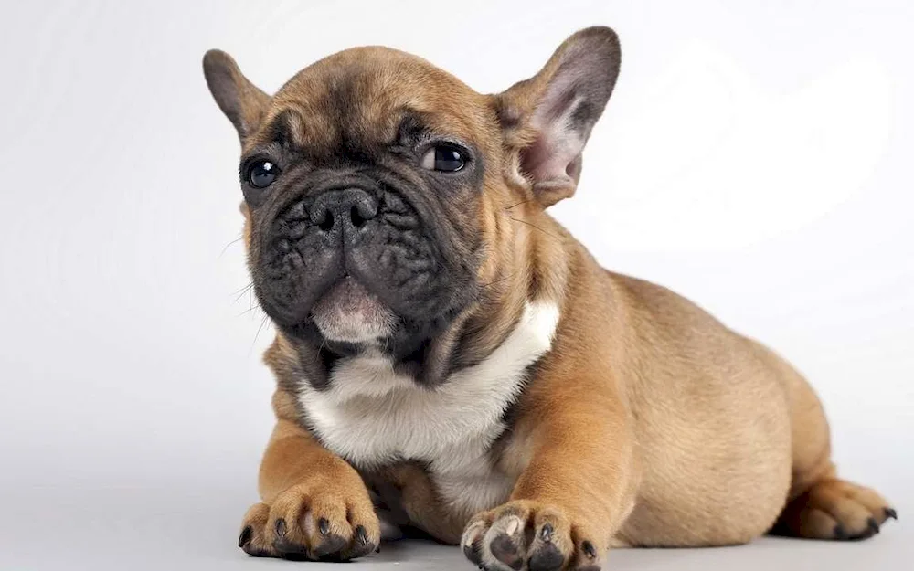 French bulldog puppy