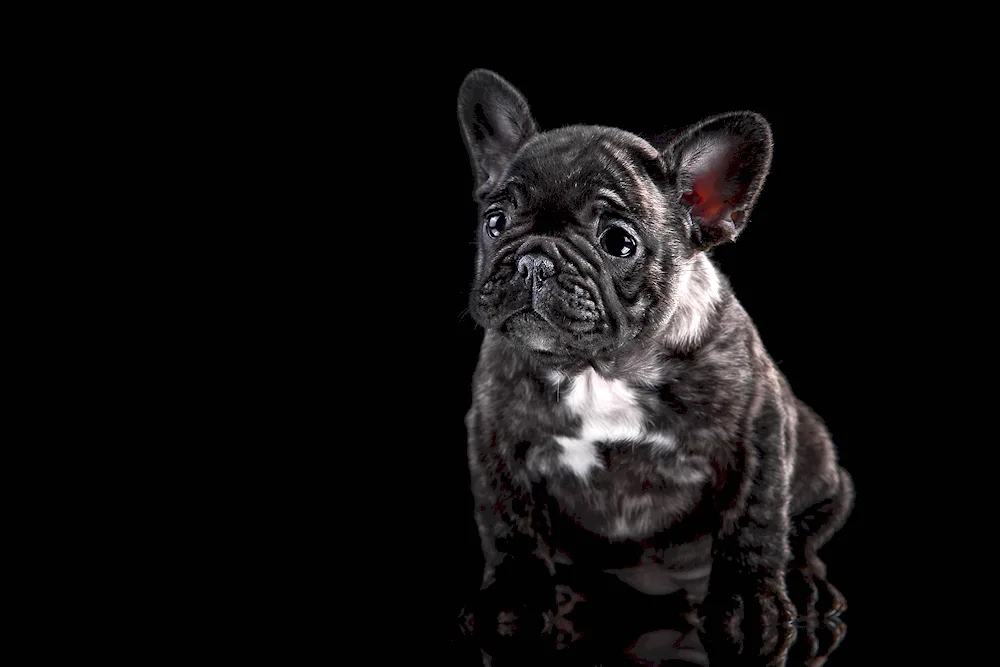 French bulldog small