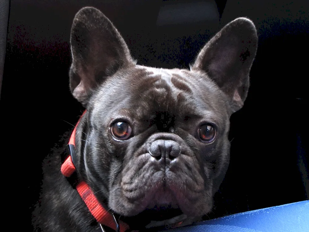 French Bulldog