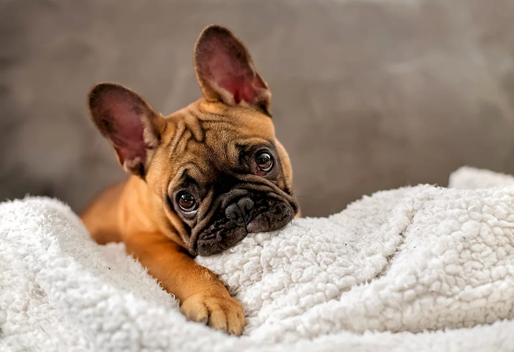 Old-breed French Bulldog