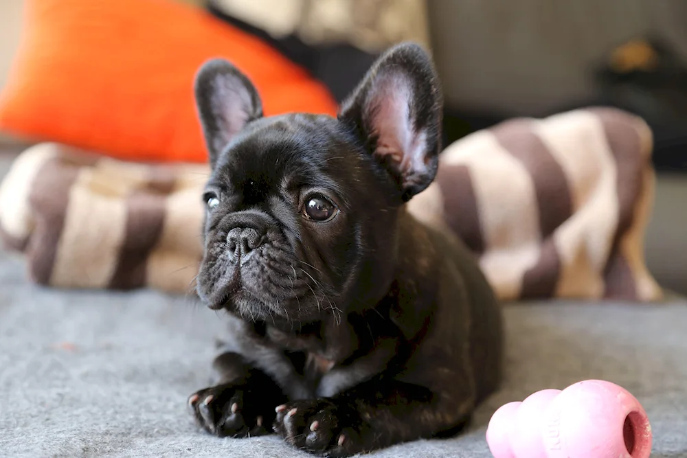 Dog French Bulldog