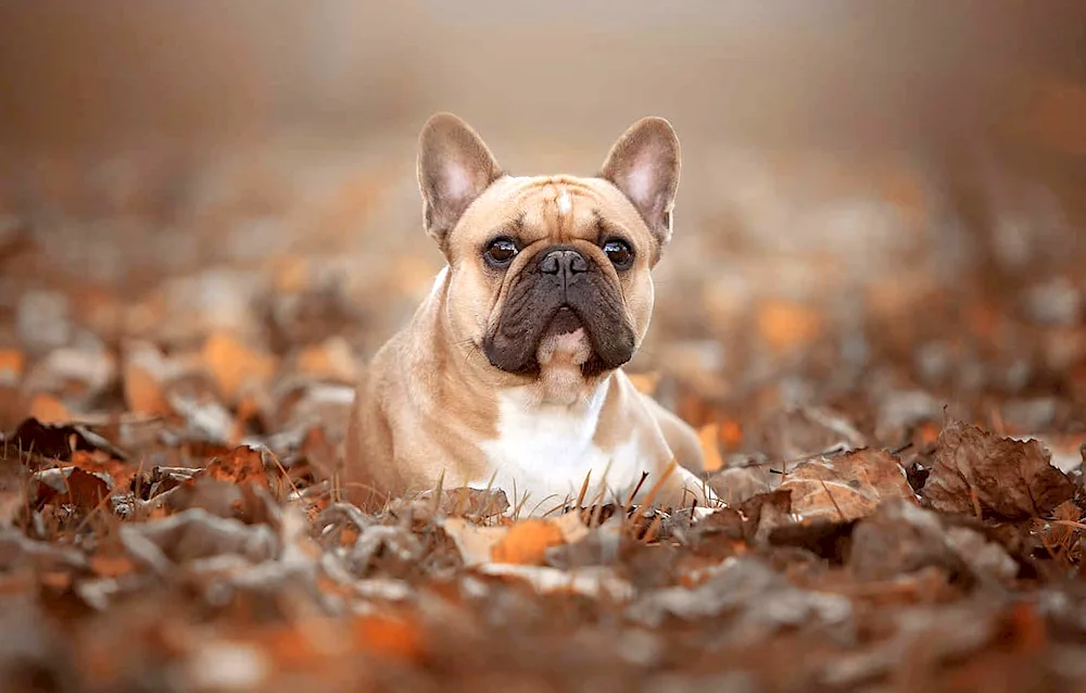 Dog French Bulldog