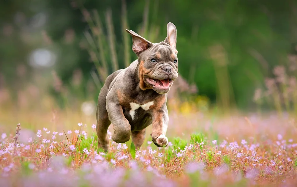 Dog French Bulldog