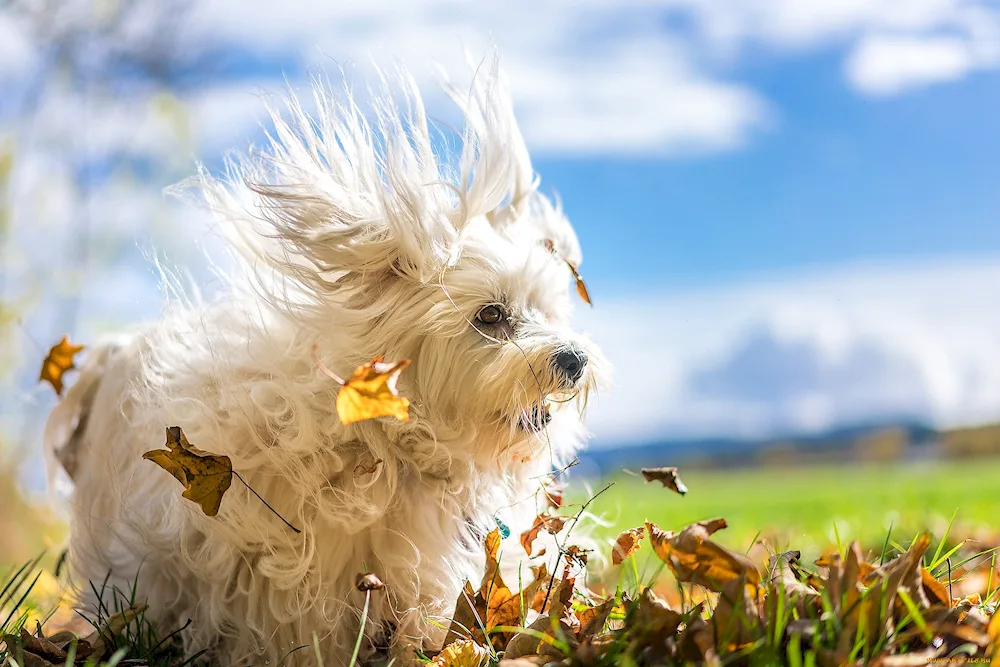 Lhasa Apso dog