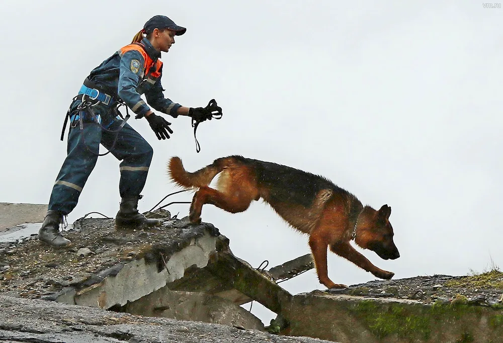 Labrador rescue dog