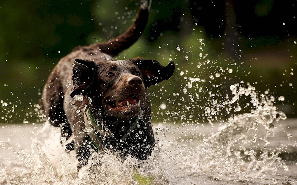 Dog and splashing water