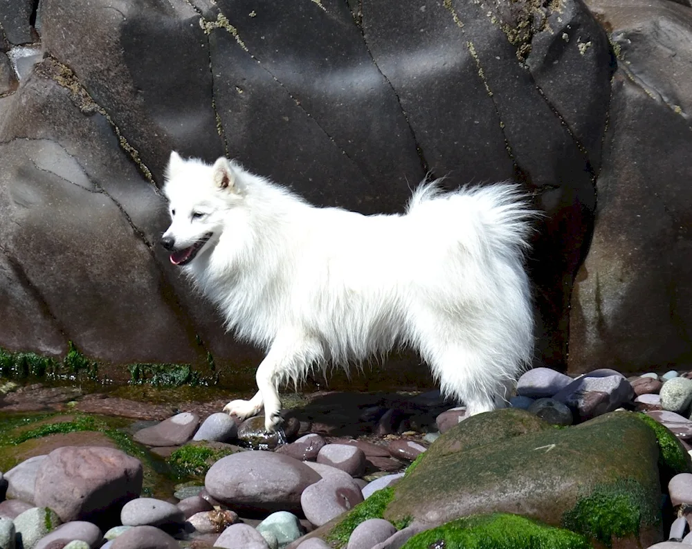 Japanese Spitz