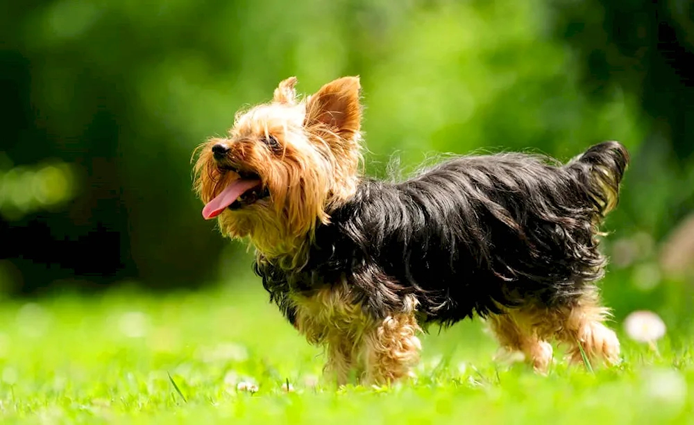 Yorkshire Terrier Yorkshire terrier