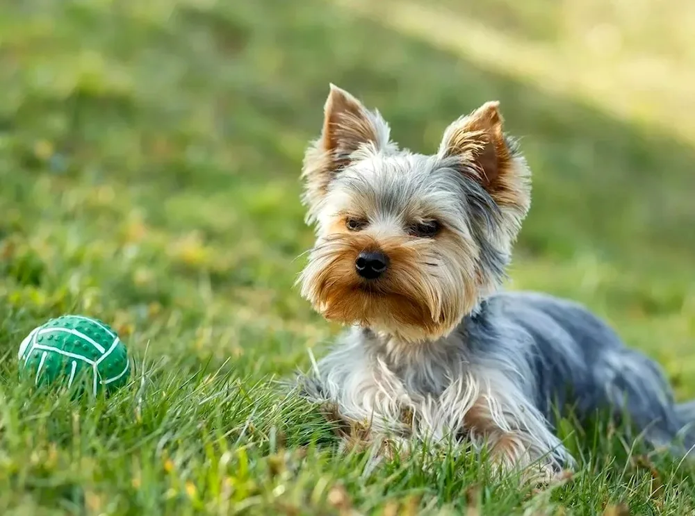 Yorkshire terrier dog