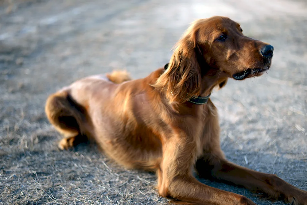 Irish setter