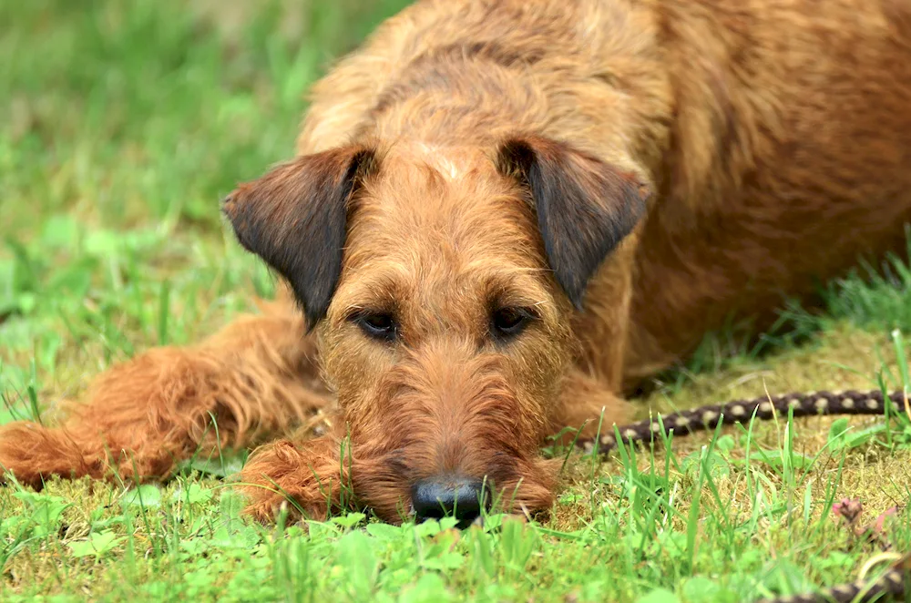 Doggy Irish Terrier