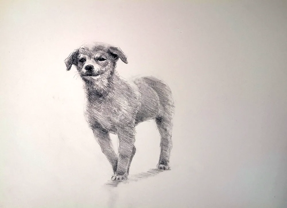 Dog pencil drawing