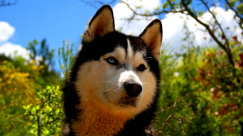 Alaskan malamute