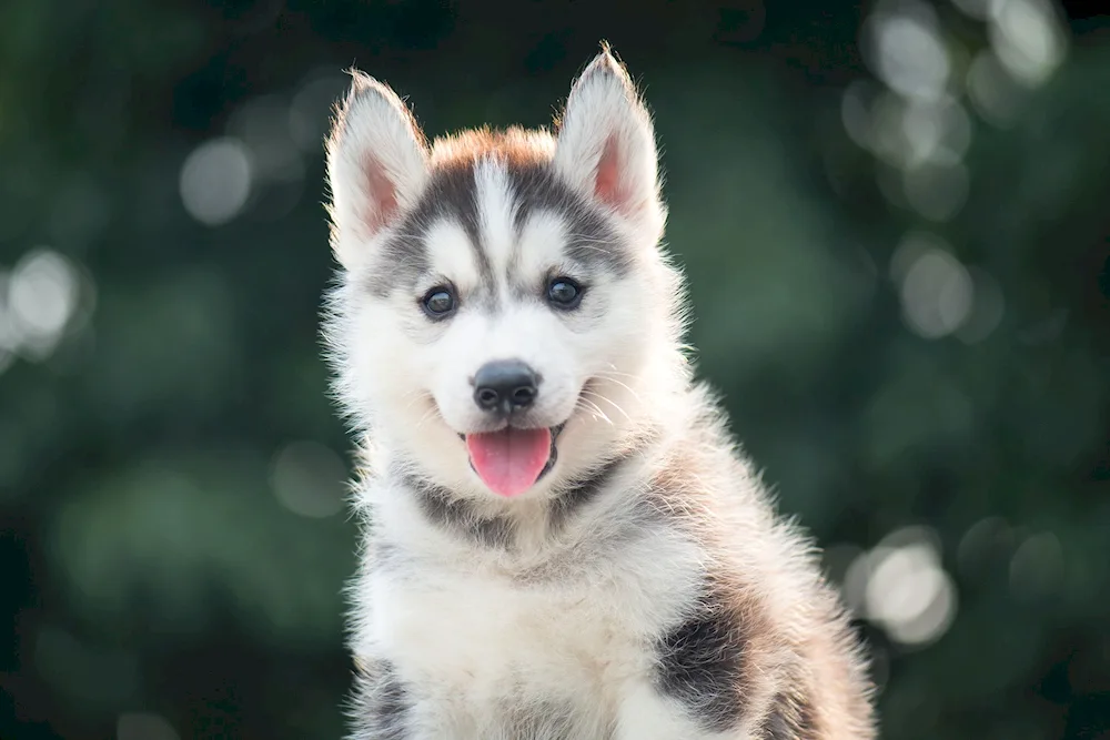 Husky dog