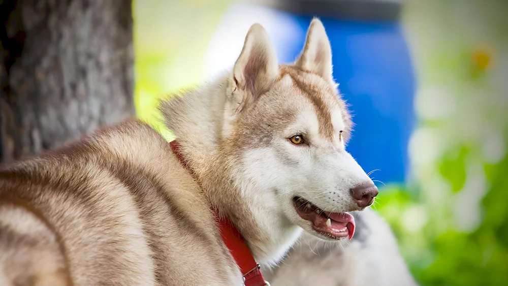 Akita Inu