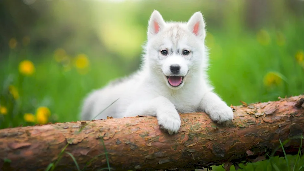 Husky dog