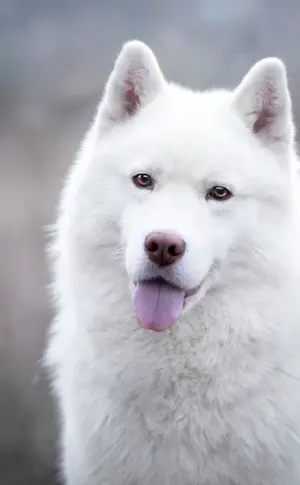 Husky dog Samoyed