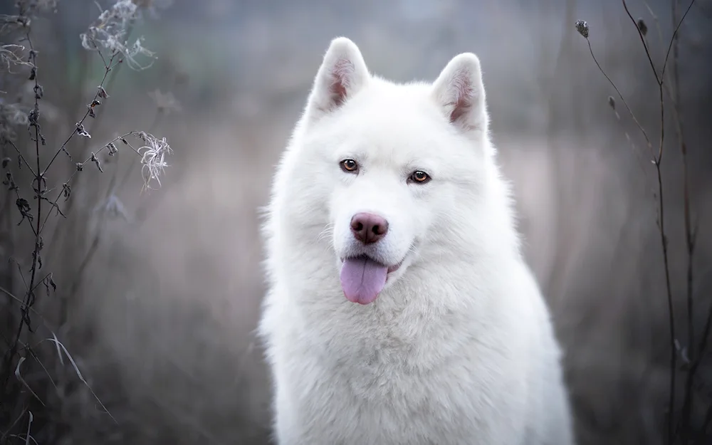 Husky dog Samoyed