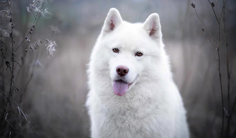 Haski dog Samoyed