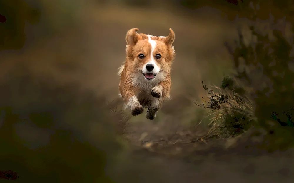 Welsh corgi pembroke