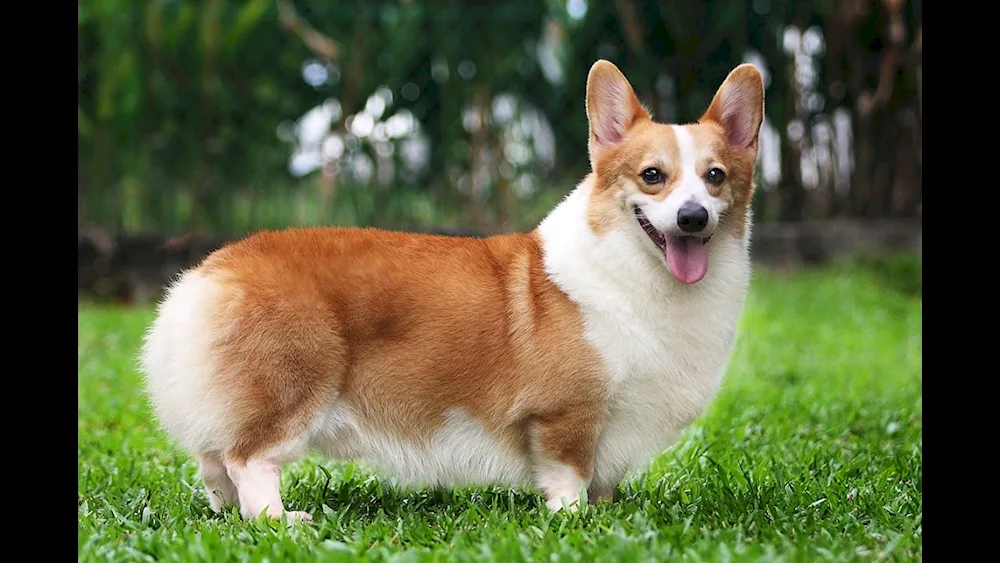 Welsh Corgi Cardigan