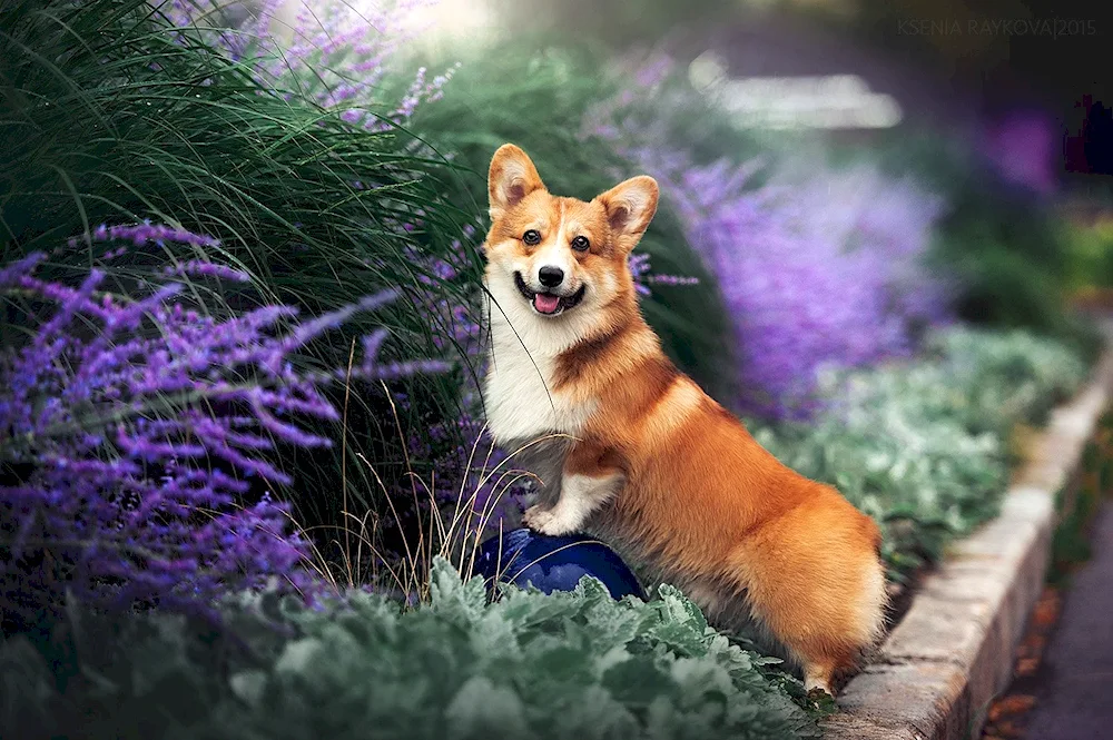 Welsh corgi pembroke