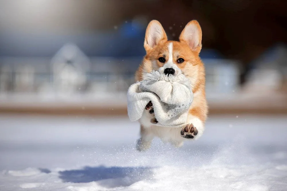 Welsh corgi