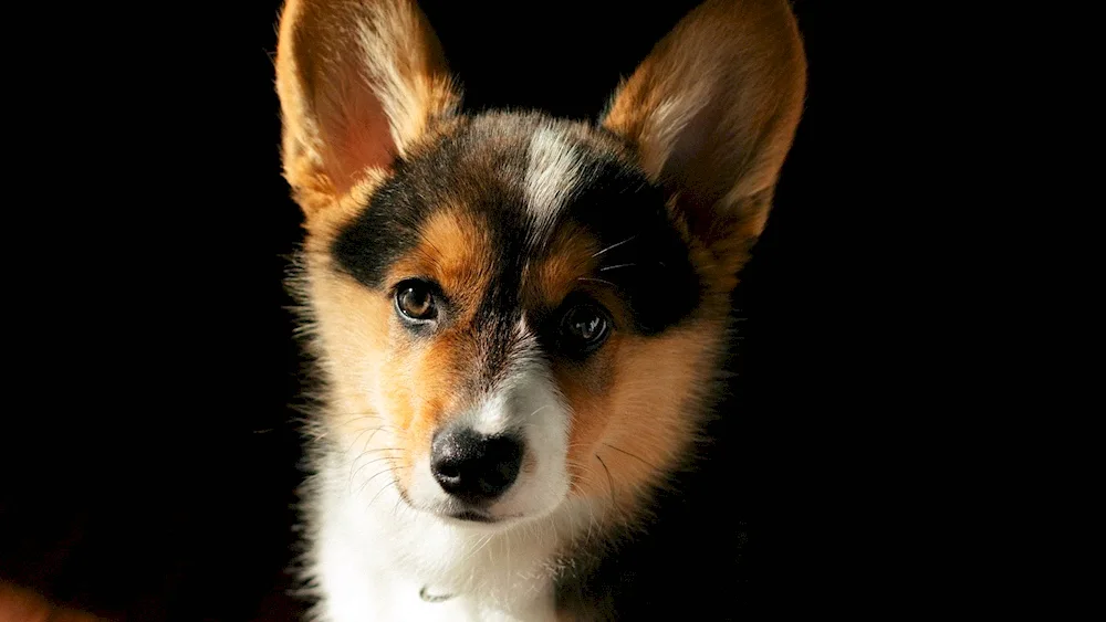 Corgi dog