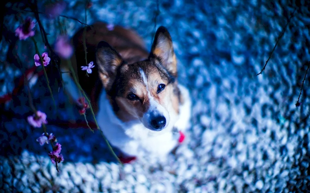 Corder-collie